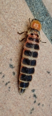 Lampyris ambigena