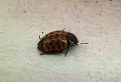 Iphiclus dorsalis