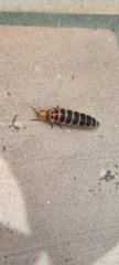 Lampyris ambigena