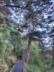 Tsuga chinensis