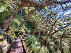 Tsuga chinensis
