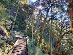 Tsuga chinensis