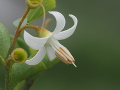Styrax matsumuraei