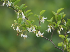 Styrax matsumuraei