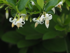 Styrax matsumuraei