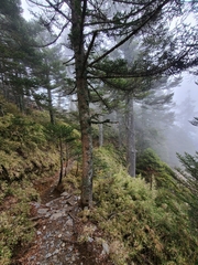Tsuga chinensis