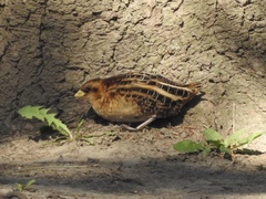 Coturnicops noveboracensis