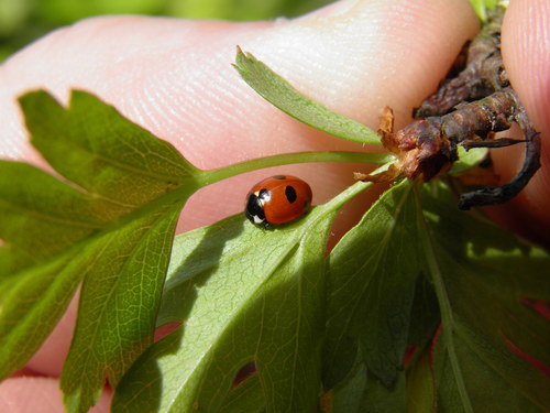 Penkiataškė boružė