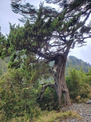 Tsuga chinensis