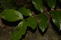 Daphnandra micrantha