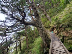 Tsuga chinensis