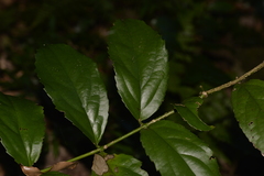 Daphnandra micrantha