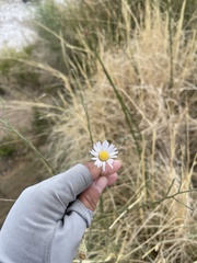 Almutaster pauciflorus