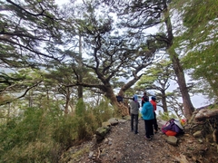 Tsuga chinensis