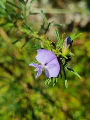 Psoralea glabra