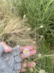 Almutaster pauciflorus