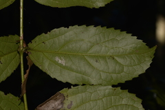 Daphnandra micrantha