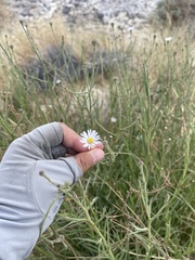 Almutaster pauciflorus