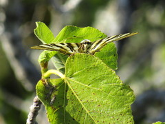 Iphiclides feisthamelii