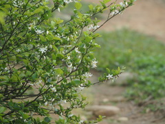 Styrax matsumuraei