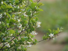 Styrax matsumuraei