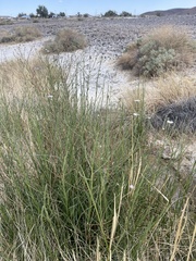 Almutaster pauciflorus