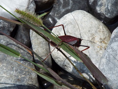 Pterophylla beltrani