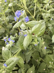 Pentaglottis sempervirens