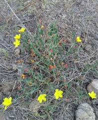 Menodora helianthemoides