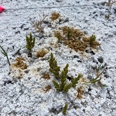 Nitrophila mohavensis