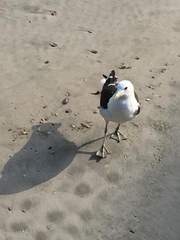 Larus dominicanus