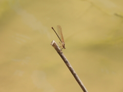 Hetaerina titia
