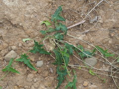 Solena amplexicaulis