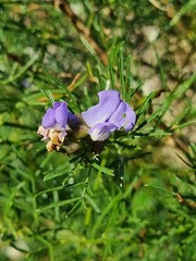 Psoralea glabra
