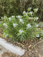 Amsonia illustris