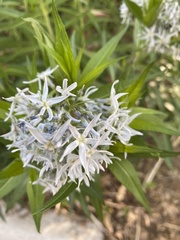 Amsonia illustris