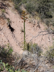 Agave parryi parryi
