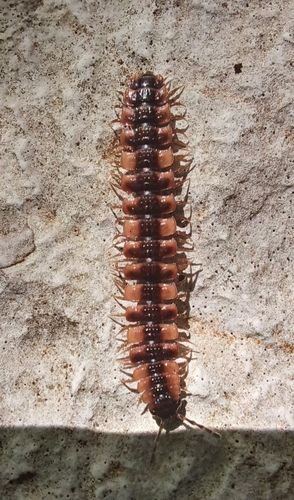 plochuľa veľká (Polydesmus complanatus)