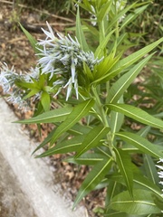 Amsonia illustris