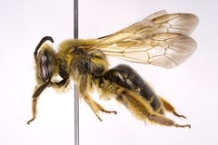 Andrena hilaris