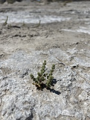 Nitrophila mohavensis
