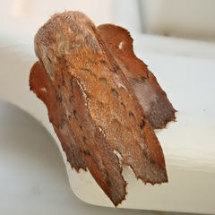 Phyllodesma americana