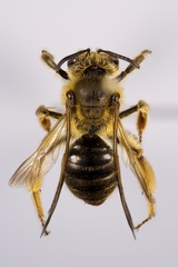 Andrena hilaris