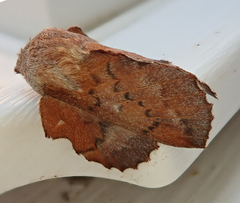 Phyllodesma americana