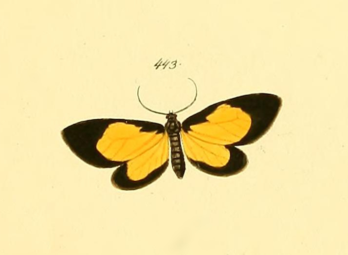 Crocomela intensa