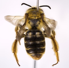 Andrena hilaris