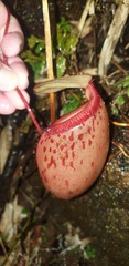 Nepenthes sibuyanensis