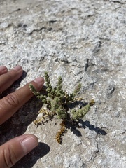 Nitrophila mohavensis