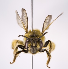 Andrena hilaris