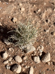Dasyochloa